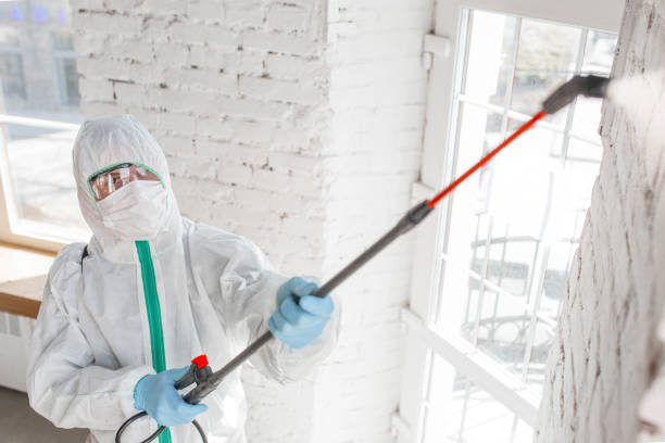 Best Basement Mold Removal  in Roosevelt Park, MI